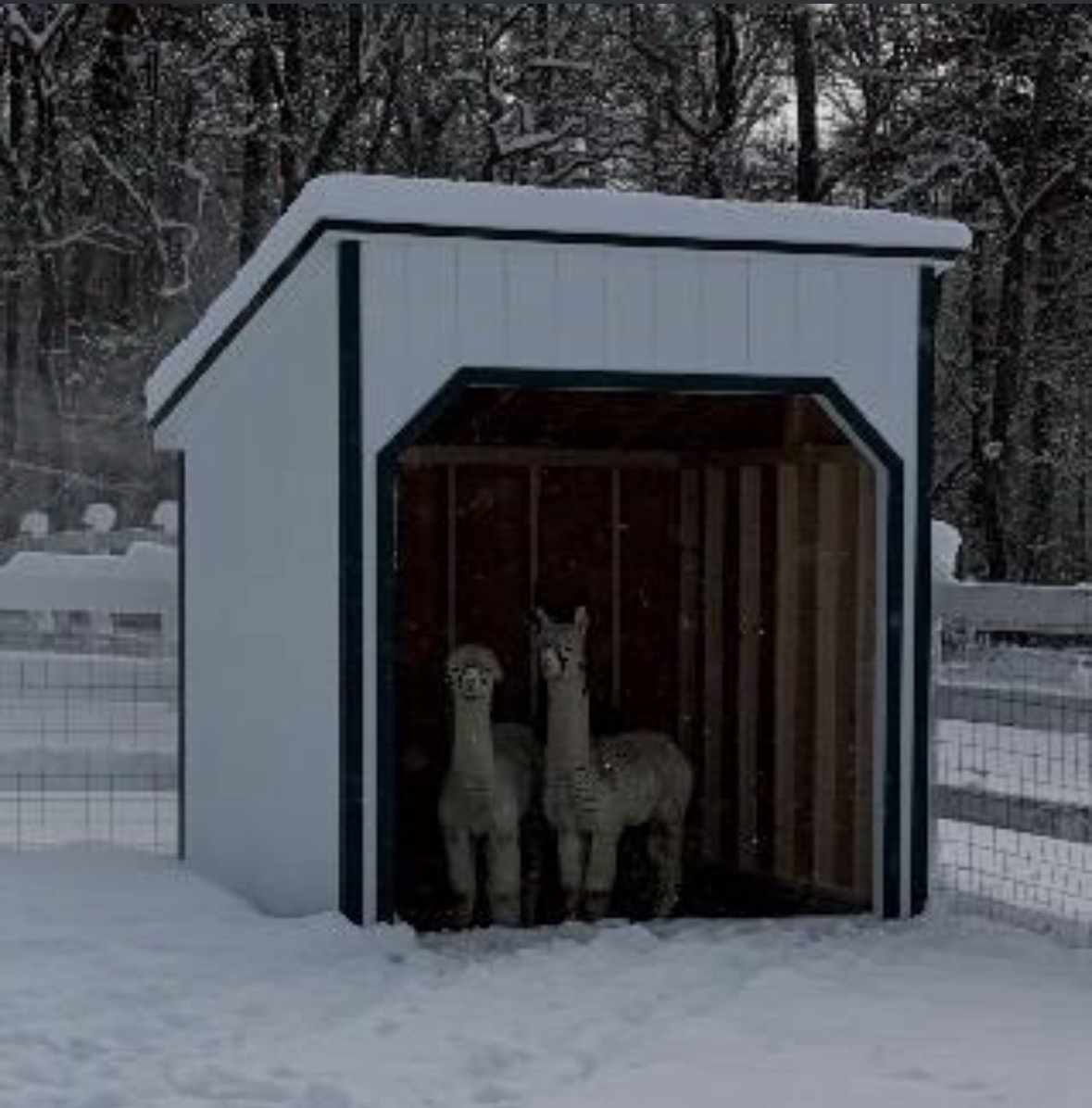 Animal shelter with alpacas